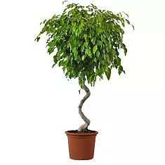 Фикус Бенджамина Экзотика спираль - Ficus benjamina Exotica D40 H130