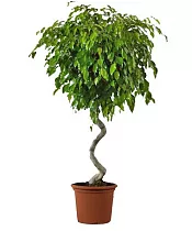 Фикус Бенджамина Экзотика спираль - Ficus benjamina Exotica D40 H130