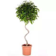 Фикус Бенджамин Экзотика Спираль - Ficus benjamina Exotica D45 H170