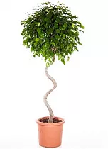 Фикус Бенджамин Экзотика Спираль - Ficus benjamina Exotica D45 H170