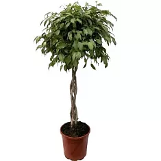 Фикус Бенджамина Экзотика Косичка - Ficus benjamina Exotica D40 H160