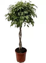 Фикус Бенджамина Экзотика Косичка - Ficus benjamina Exotica D40 H160