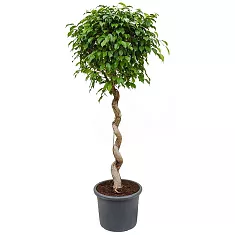 Фикус Бенджамина Экзотика косичка - Ficus benjamina Exotica D40 H150
