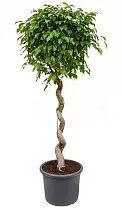 Фикус Бенджамина Экзотика косичка - Ficus benjamina Exotica D40 H150