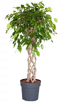 Фикус Бенджамина Экзотика цилиндр - Ficus benjamina Exotica D30 H140