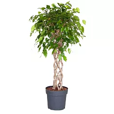 Фикус Бенджамина Экзотика цилиндр - Ficus benjamina Exotica D35 H150