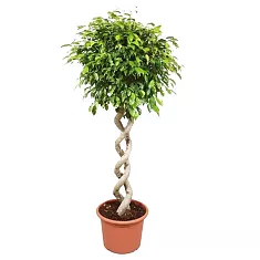 Фикус Бенджамина Экзотика двойная спираль - Ficus benjamina Exotica D40 H180
