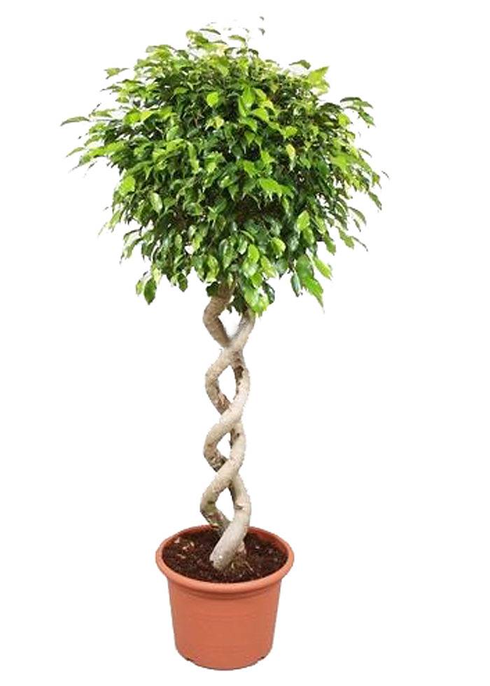 Фикус Бенджамина Экзотика двойная спираль - Ficus benjamina Exotica D40 H180