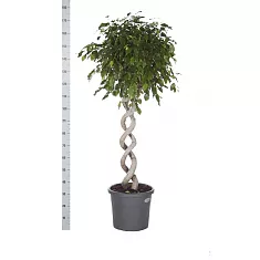 Фикус Бенджамина Экзотика двойная спираль - Ficus benjamina Exotica D40 H170