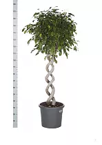 Фикус Бенджамина Экзотика двойная спираль - Ficus benjamina Exotica D40 H170