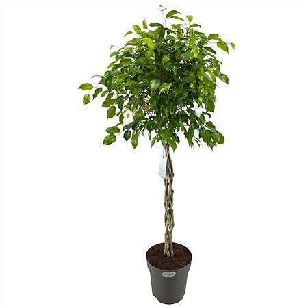 Фикус Бенджамина экзотика косичка - Ficus Be Exotica Twisted Stem D30 H130