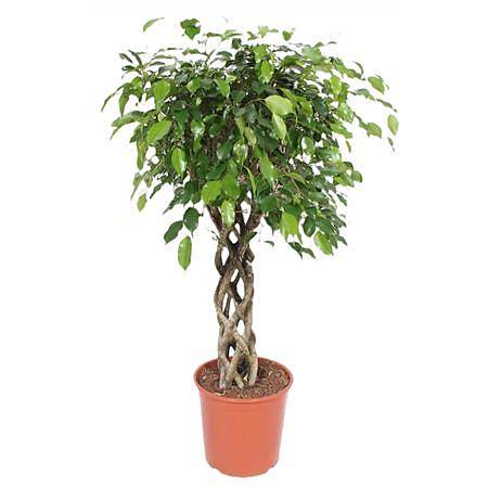 Фикус Бенджамина Экзотика труба - Ficus Be Exotica Tube D30 H120