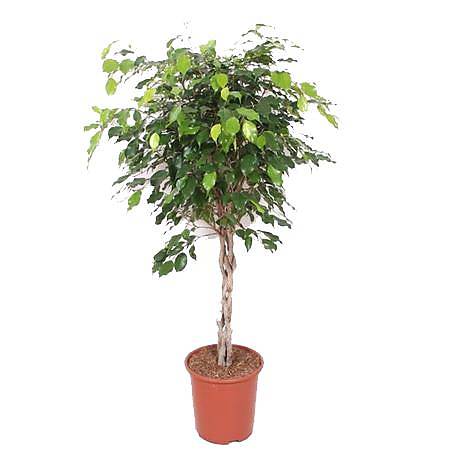 Фикус Бенджамина экзотика косичка - Ficus Be Exotica Twisted Stem D30 H135