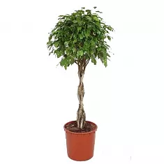 Фикус Бенджамина экзотика косичка - Ficus Be Exotica Twisted Stem D31 H140