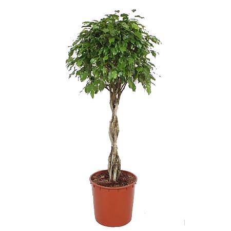 Фикус Бенджамина экзотика косичка - Ficus Be Exotica Twisted Stem D31 H140