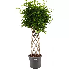 Фикус Бенджамина Экзотика цилиндр - Ficus benjamina Exotica D34 H160