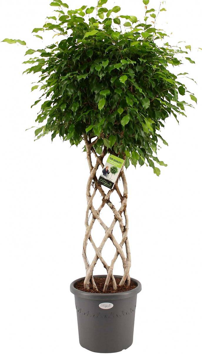 Фикус Бенджамина Экзотика цилиндр - Ficus benjamina Exotica D34 H160