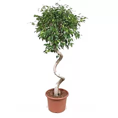 Фикус Бенджамина Экзотика спираль - Ficus benjamina Exotica D40 H180