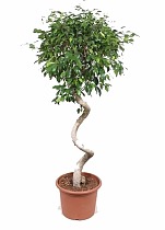 Фикус Бенджамина Экзотика спираль - Ficus benjamina Exotica D40 H180