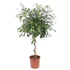 Фикус Бенджамина Экзотика косичка - Ficus benjamina Exotica D40 H160