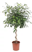 Фикус Бенджамина Экзотика косичка - Ficus benjamina Exotica D40 H160