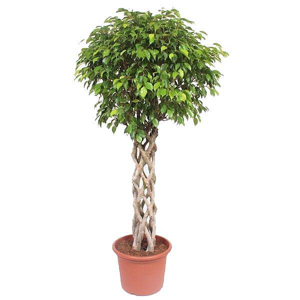 Фикус Бенджамина Экзотика труба - Ficus Be Exotica Tube D31 H140