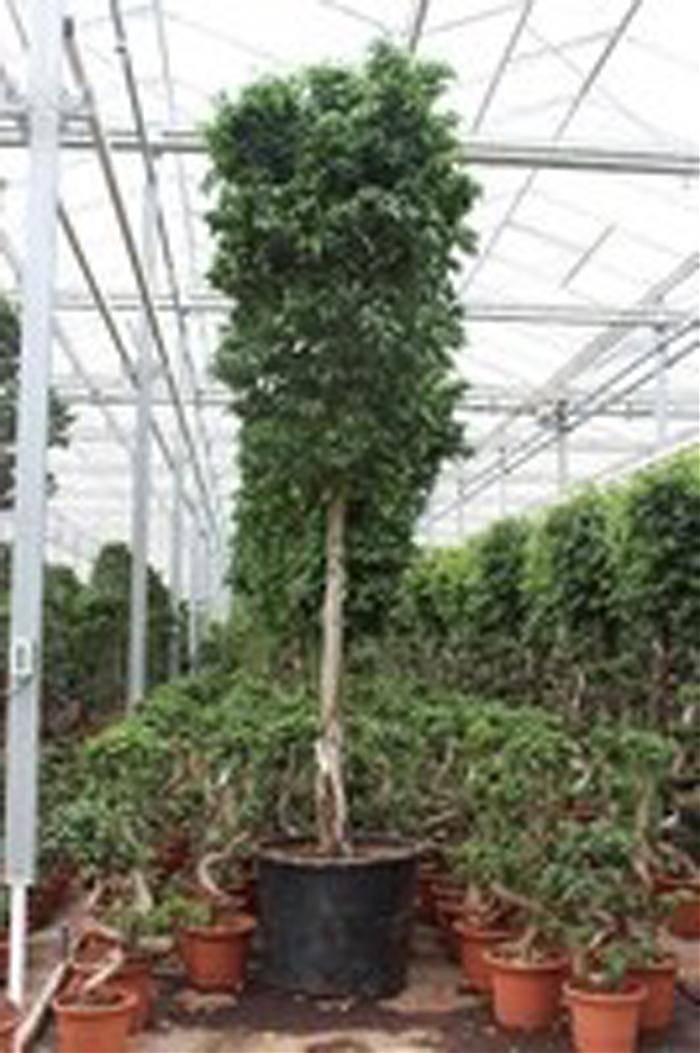 Фикус Бенджамина Экзотика штамб - Ficus benjamina Exotica D70 H420