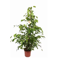 Фикус Бенджамина Экзотика - Ficus benjamina Exotica D35 H180