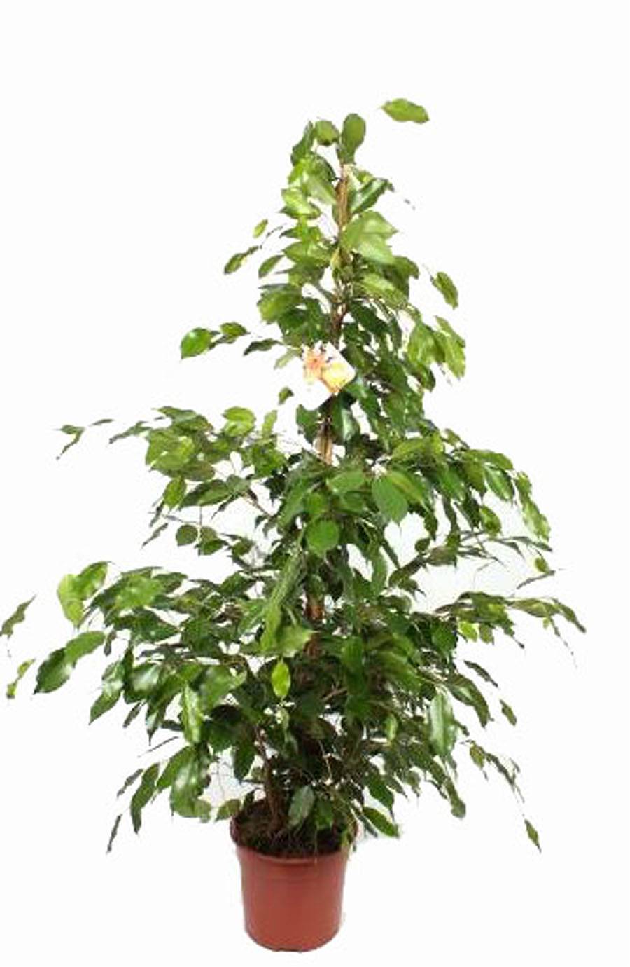 Фикус Бенджамина Экзотика - Ficus benjamina Exotica D35 H180