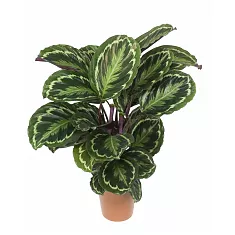 Калатея Вича - Calathea veitchiana D17 H60