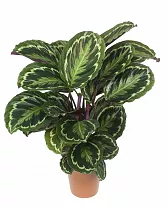 Калатея Вича - Calathea veitchiana D17 H60