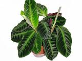Калатея Вича - Calathea veitchiana D12 H30