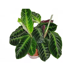 Калатея Вича - Calathea veitchiana D12 H30