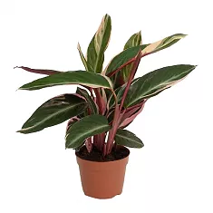 Строманта Триостар - Stromanthe Sanguinea Triostar  D15 H60