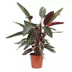 Строманта Триостар - Stromanthe Sanguinea Triostar D24 H100