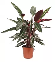 Строманта Триостар - Stromanthe Sanguinea Triostar D24 H100