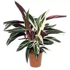 Строманта Триостар - Stromanthe Sanguinea Triostar D20 H90