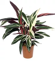 Строманта Триостар - Stromanthe Sanguinea Triostar D20 H90