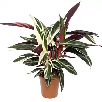Строманта Триостар - Stromanthe Sanguinea Triostar  D18 H80