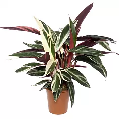 Строманта Триостар - Stromanthe Sanguinea Triostar  D18 H80
