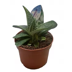 Гастерия Амур - Gasteria Amur D5 H15