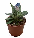 Гастерия Амур - Gasteria Amur D5 H15