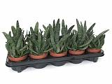 Гастерия веррукоза - Gasteria Carinata Var Verrucosa D9 H20