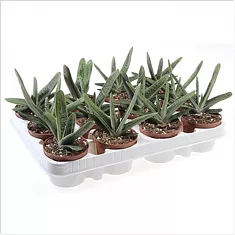Гастерия Литл варти - Gasteria Little Warty D5 H15