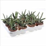 Гастерия Литл варти - Gasteria Little Warty D5 H15