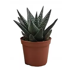 Гастровортия - Gasterhaworthia Royal Highness D5 H15