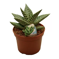 Гастералоэ Авео - Gasteraloe Aveo D5 H15
