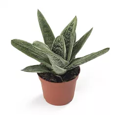 Гастерия Аполло - Gasteria Apollo D9 H22