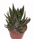 Гастералоэ Авео - Gasteraloe Aveo D9 H20