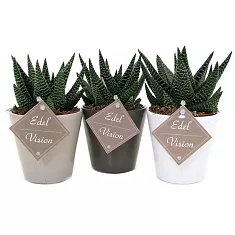 Гастровортия - Gasterhaworthia Royal Highness D5 H20